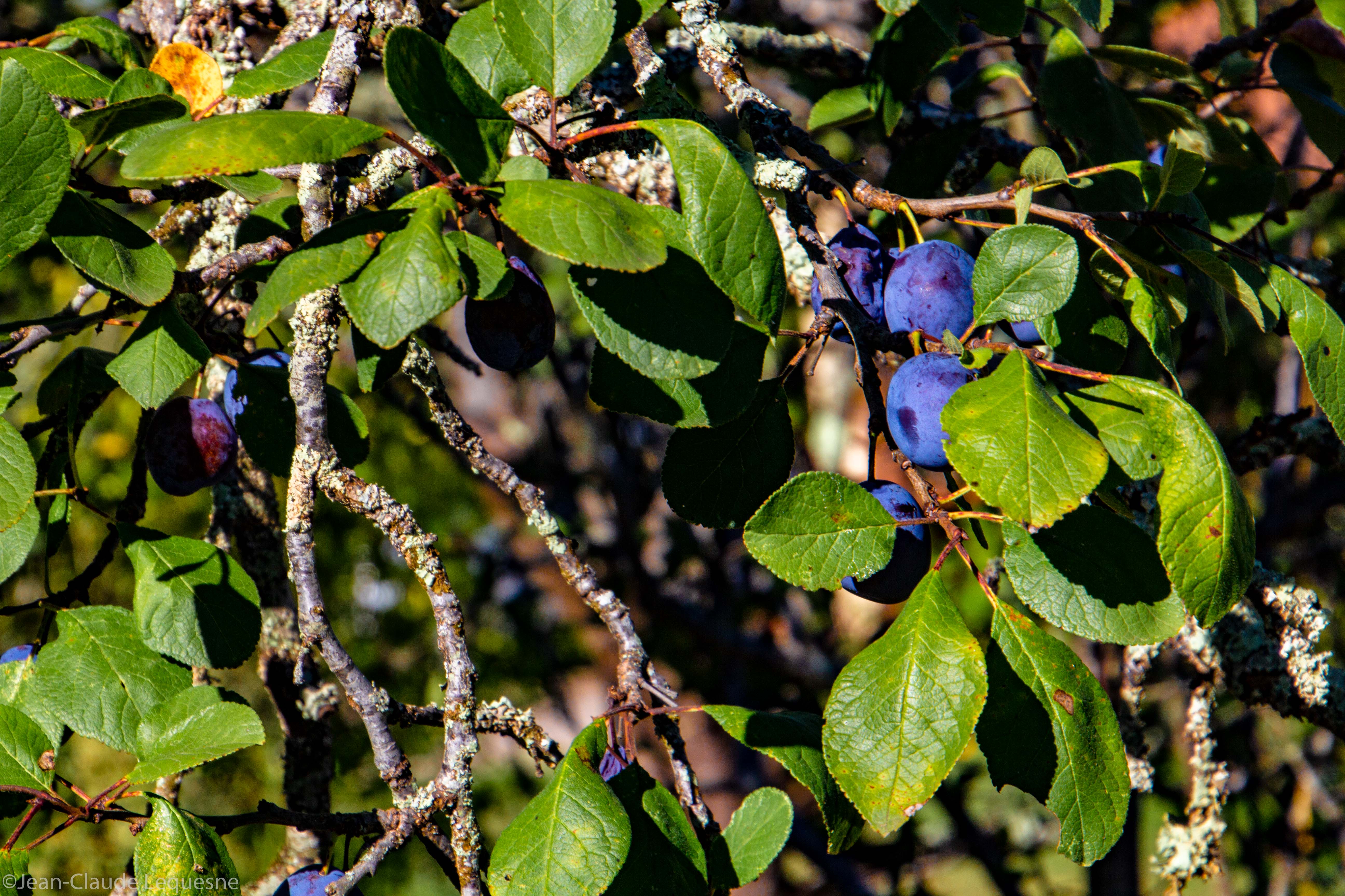 Prune bleue de Bajamont